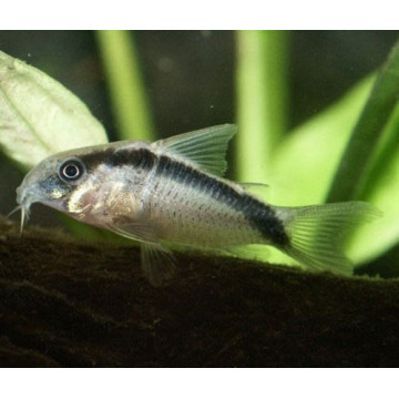 Corydoras Arcuatus 5-6cm